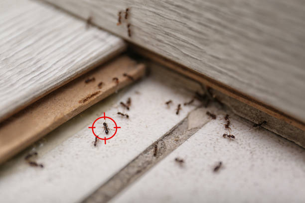 Goodyear, AZ Pest Control Company